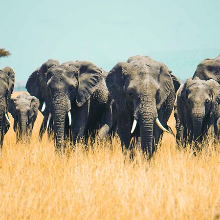 Kananga Special Tented Camp Banagi Ngoại thất bức ảnh