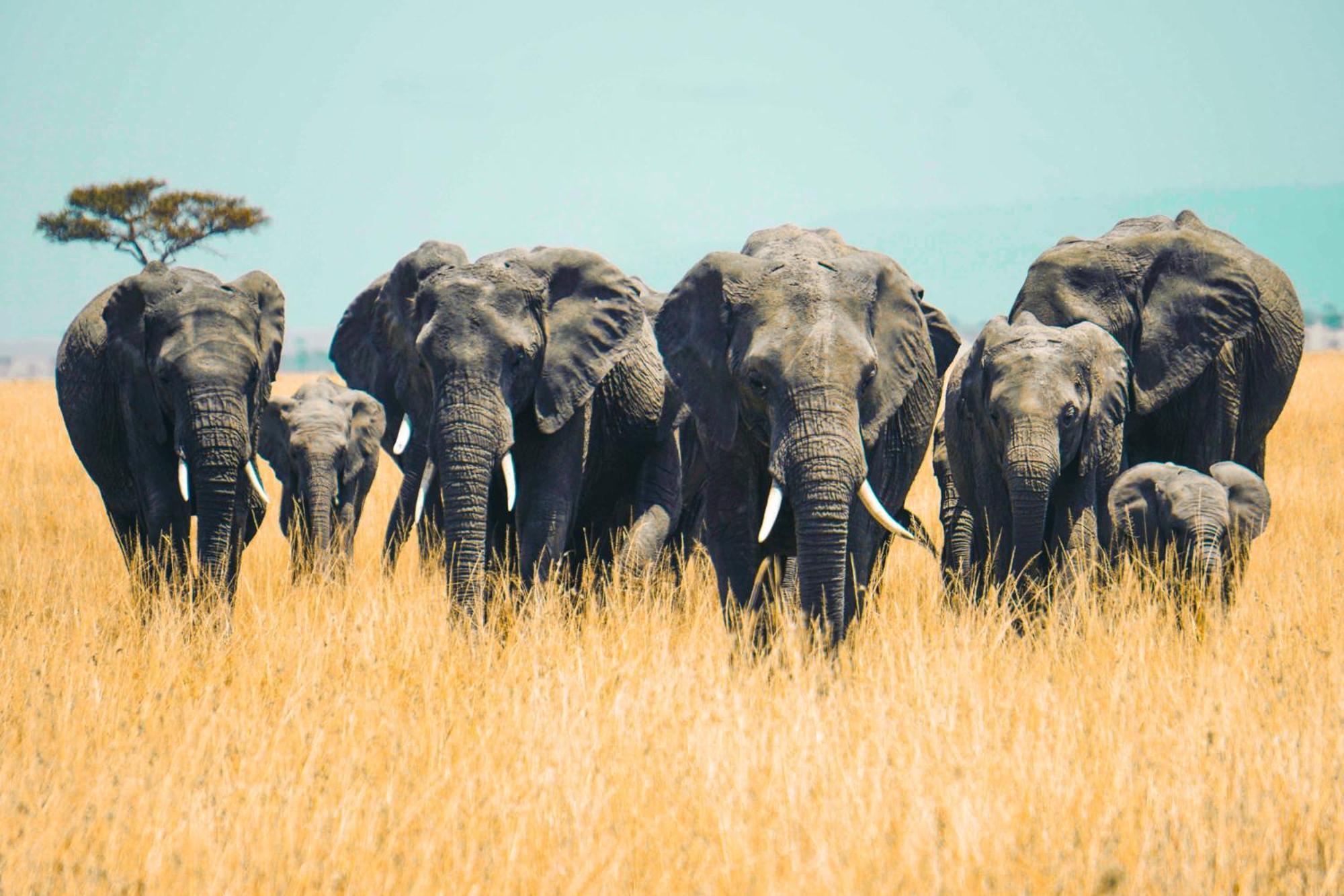 Kananga Special Tented Camp Banagi Ngoại thất bức ảnh